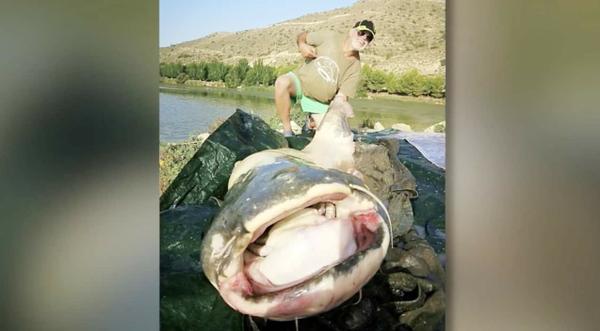 63-Year-Old Man Snags 8ft, 230lb Catfish – Biggest In The Continent