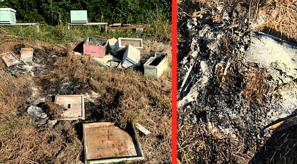 Half-A-Million Bees Killed, Hives Set On Fire By Cruel Person In Texas