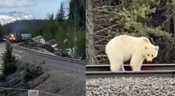 Wild White Grizzly Bear Almost Hit By Train In Canada
