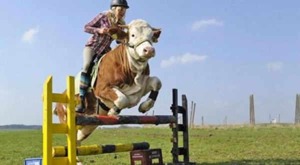 How A 15-Year-Old Girl Taught The Family Cow To Jump Like A Horse