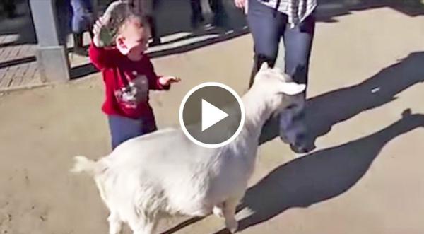 Goat's Loud Fart Scares The Daylights Out Of Little Kid