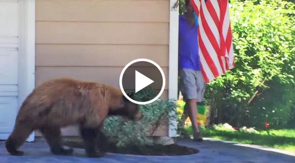 Bear And Man Unexpectedly Meet And Their Reactions Are Hysterical