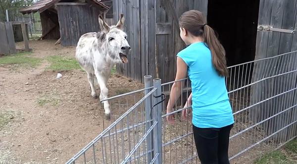 Donkey Spots His Owner Across The Pen And Does The Unthinkable