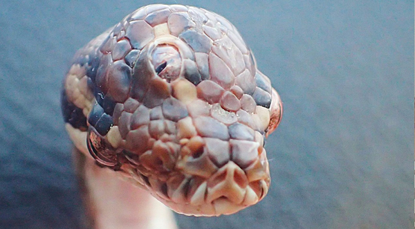 Park Rangers Find Three-Eyed Snake In Australia