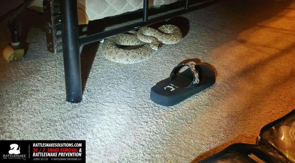 Arizona Resident Finds Pregnant Rattlesnake Under Their Bed