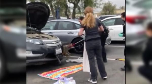 Coyote Struck By Car Gets Removed From Grill In Parking Lot