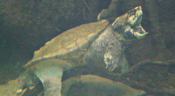 Hunters Find "Unbelievable" Alligator Snapping Turtle Under Frozen Pond