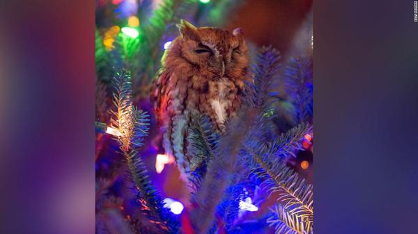 Georgia Family Accidentally Buys Christmas Tree With Owl In It