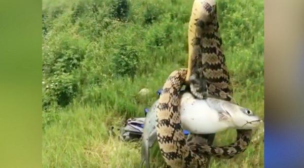 Texas Man Reels In Fish With Monster Snake Attached