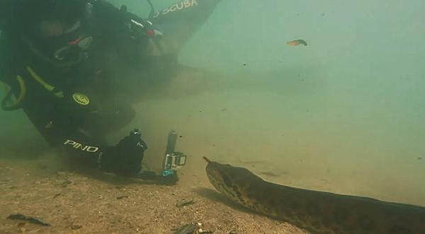 Diver Films Swimming With The Largest Living Snake On The Planet