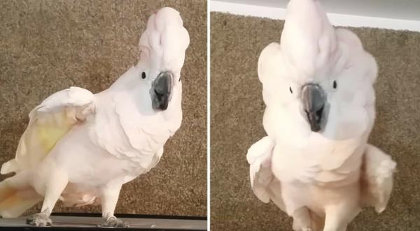 Cockatoo Throws Temper Tantrum When Owner Tries To Get It Back In Cage