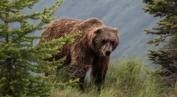 Person Mauled By Bear At U.S. National Forest