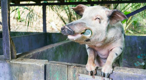 Pig Steals 18 Beers From Campers, Gets Drunk & Starts A Fight With Cow