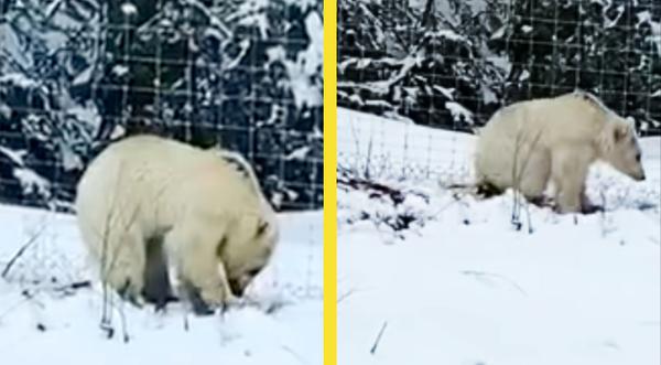 “Mutant” White Grizzly Bear Spotted For 2nd Time In Canada