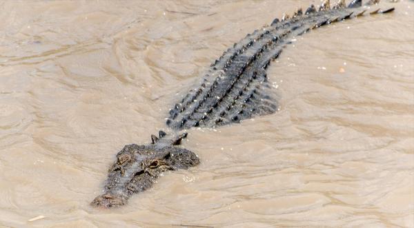 10-Foot Alligator Swims Flooded Streets After Hurricane Sally