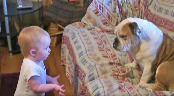 Baby Has A Bone To Pick With Bulldog & It's Adorable!