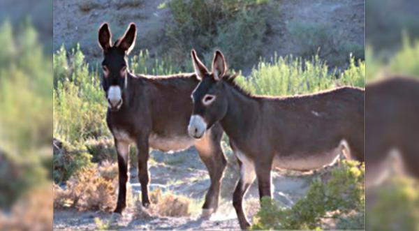 $50k Reward Offered After Over 40 Wild Burros Killed In Mojave Desert