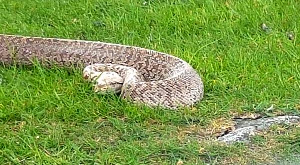 131-Pound Snake Finds Its Way Into Louisiana Machine Shop