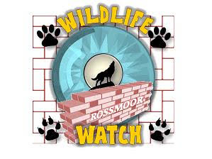 Coyotes in Rossmoor