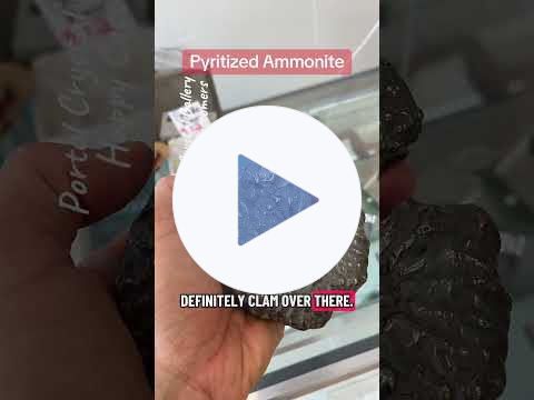 PYRITIZED Ammonite (#crystalconcentrics #happycustomers) at Portal Crystal Gallery