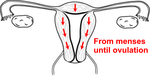 Uterine contractions
