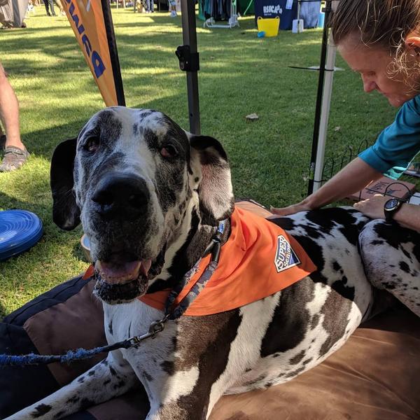 Great dane getting a massage 