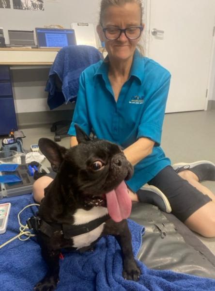 French Bulldog receiving rehab from a therapist