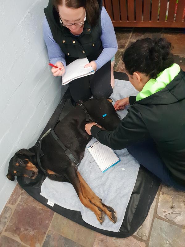 Students taking thigh girth measurements