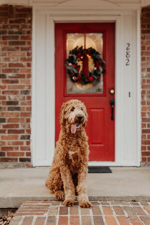 Old dog in front of door with wreath