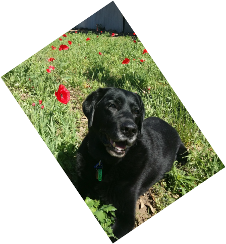 Senior labrador in poppies