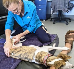 Scout receiving a massage