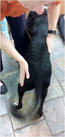Therapist working hands-on with dog’s lower back and muscle compensations