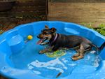 Photo by Jannes Mingram on unsplash.com black-and-tan-short-coat-small-dog-on-blue-round-inflatable-pool-9JBjryEcyJo?utm_content=creditCopyText&utm_medium=referral&utm_source=unsplash">Unsplash</a>       