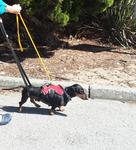 Dachshund patient walking on lead outside rehab centre
