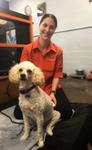 Sabrina applying phototherapy to Pierre the poodle