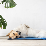 dog relaxing on a cool mat