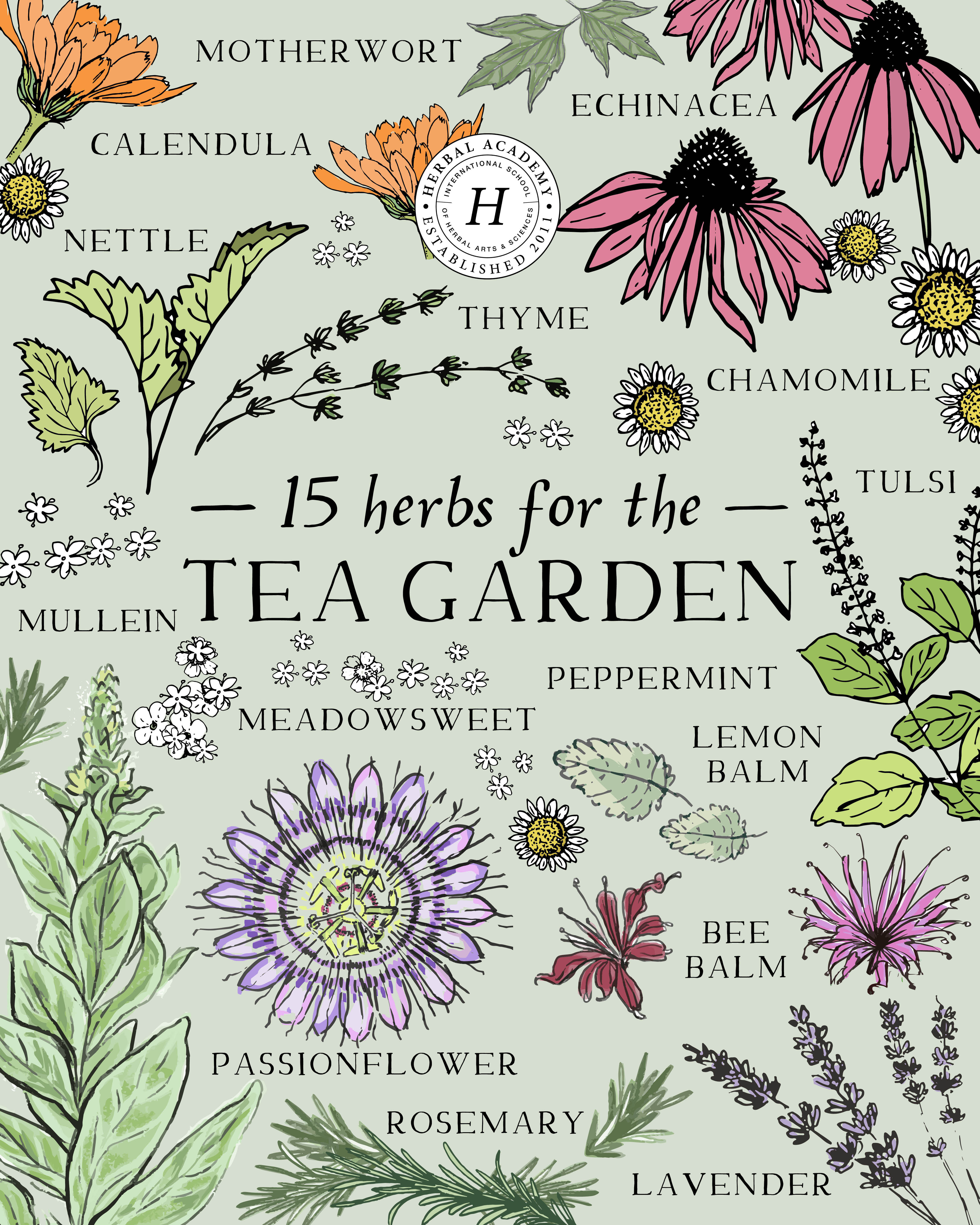 Herbs for the tea garden