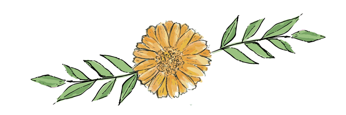Botanical Divider Image