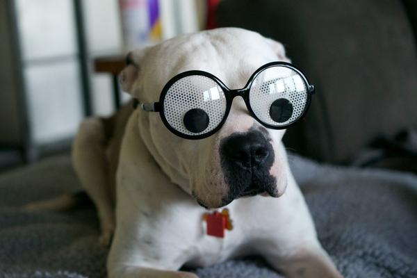 April Fool's Day is coming ...  Image: Silly glasses on dog
