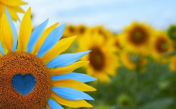 A sunflower with Ukraine colors (yellow and blue) with a heart in the middle