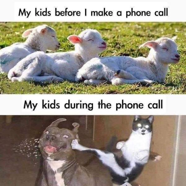My kids before I make a call (calm goats) My kids during the call (crazy cat kicking a dog)