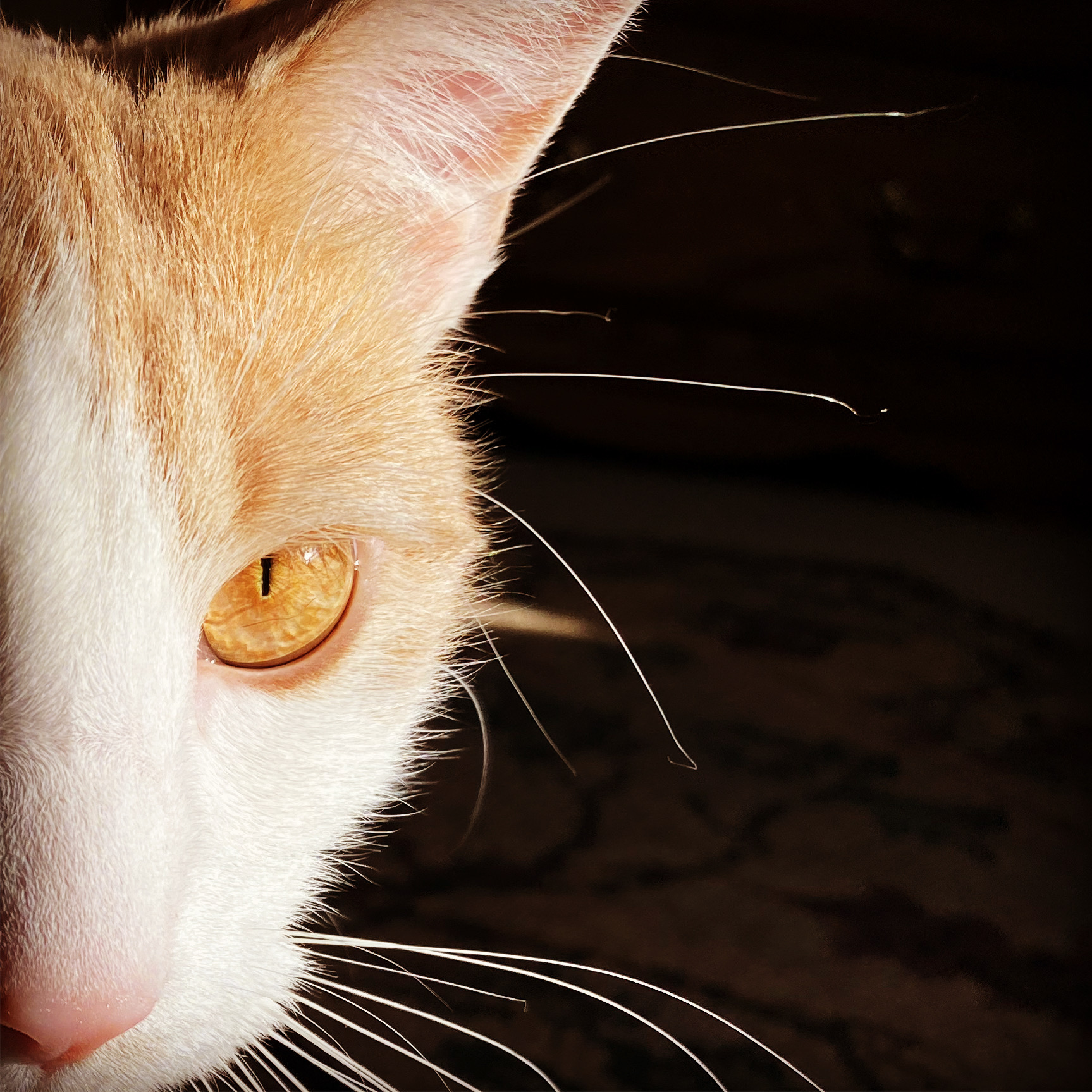 Cat portrait with golden eye