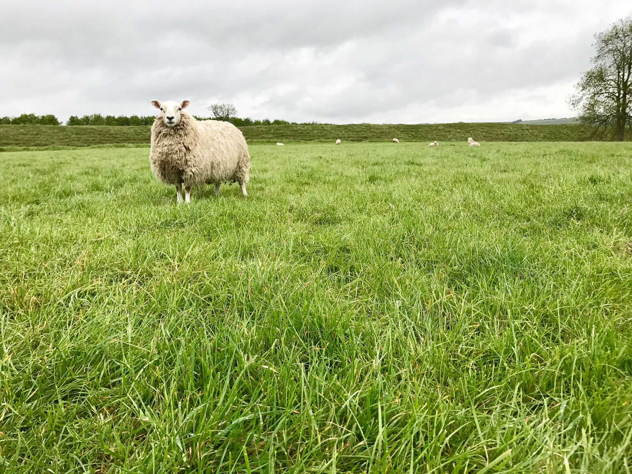 Sheep in green pasture