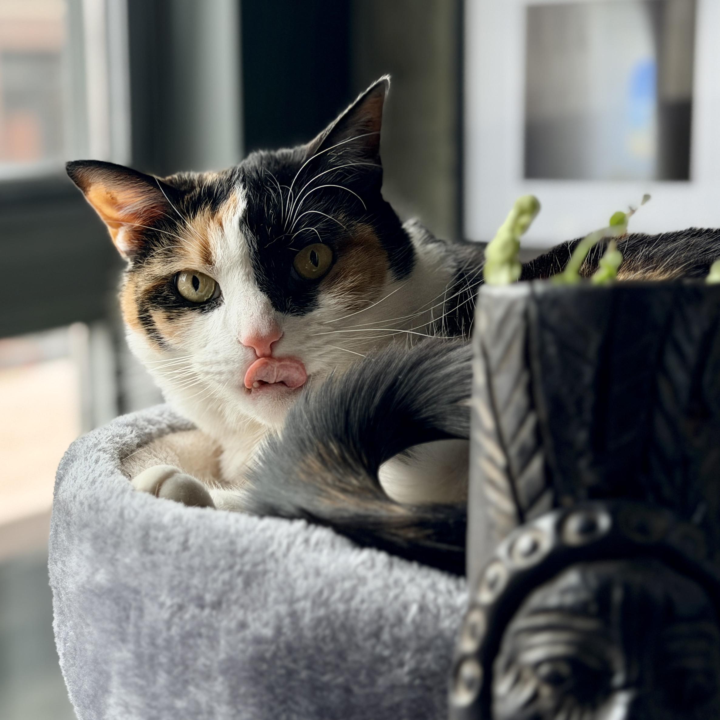 Calico cat with tongue out