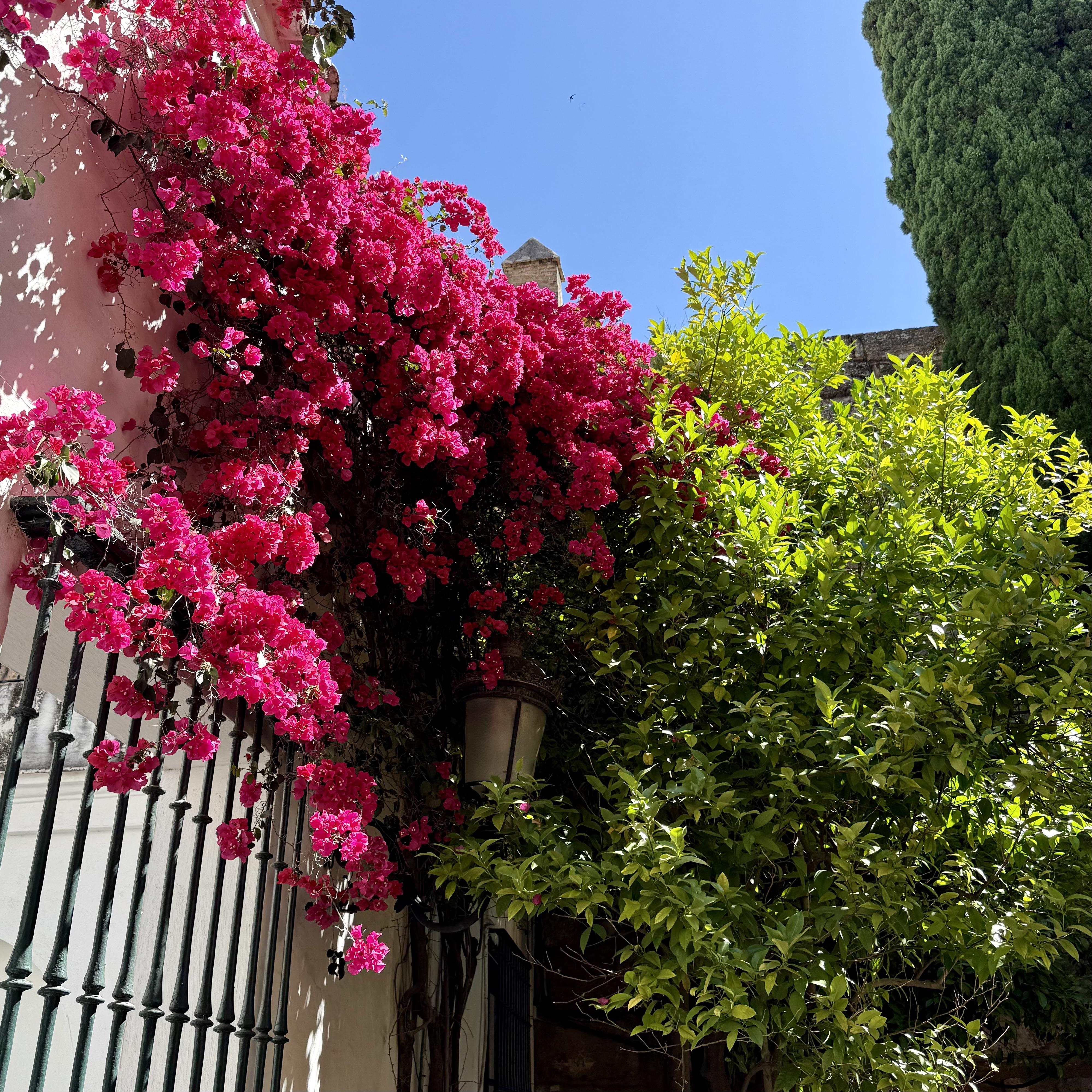 Pink bougainvillea and green foliage