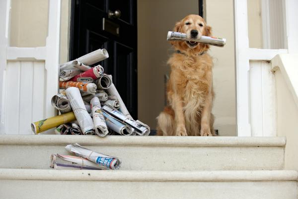 header image - dog with news paper