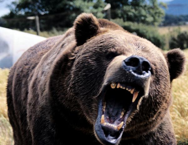 Angry Bear