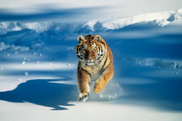 Image of Tiger in snow