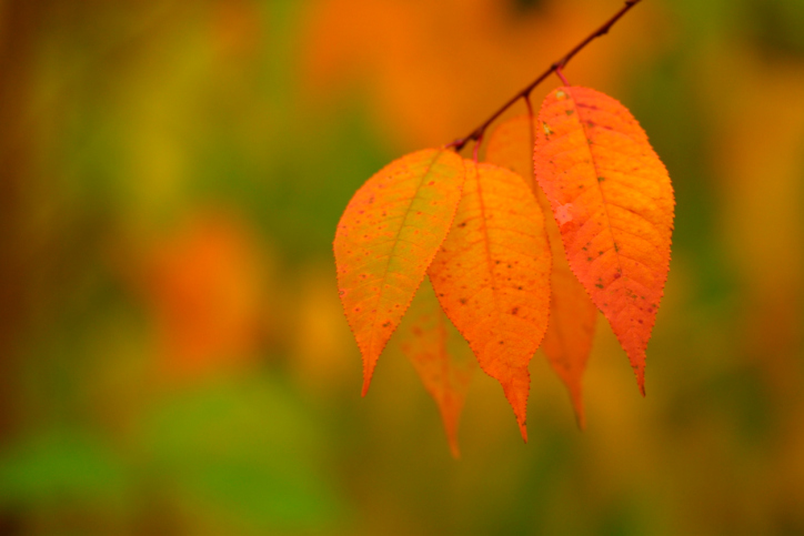 Ten Ways to Celebrate Leaf Season