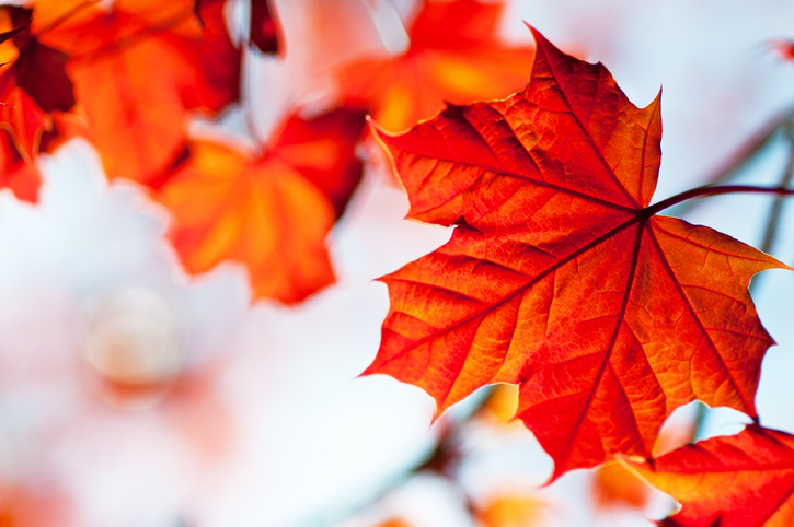 Best Ways to Use Fall Leaves in Your Garden